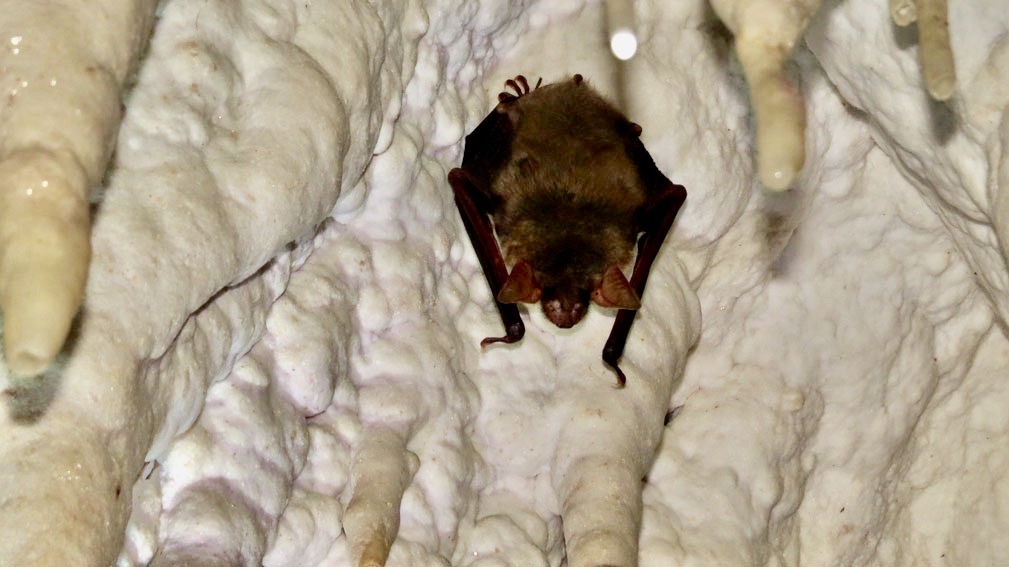 Raiko´s Cave