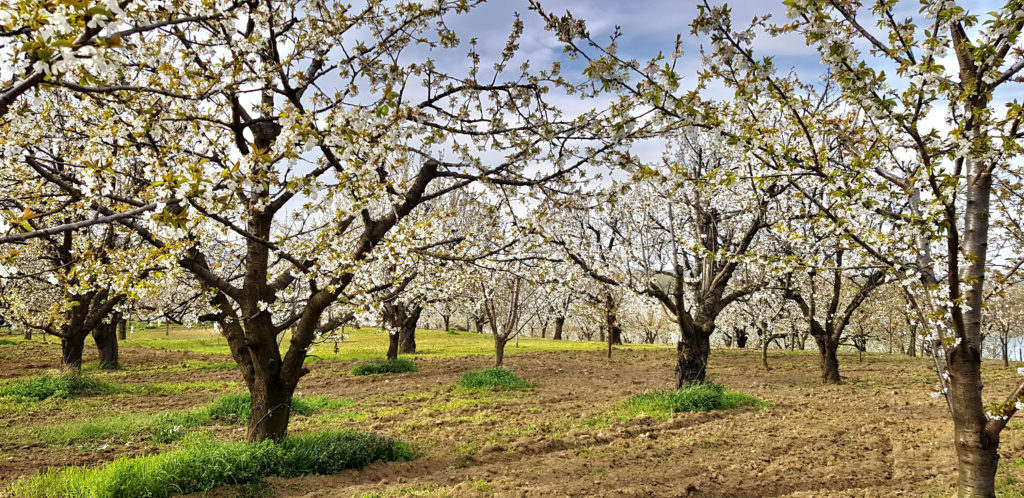 Vinča in spring